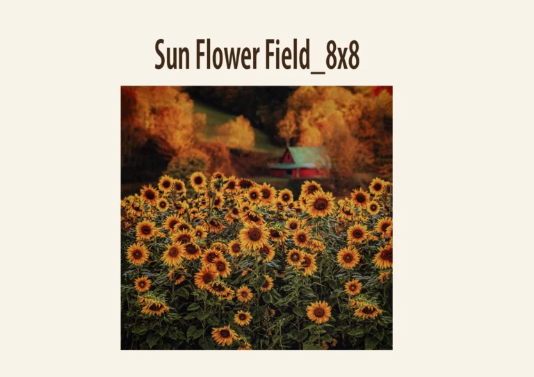 Field of sunflowers with a red barn and autumn trees in the background.